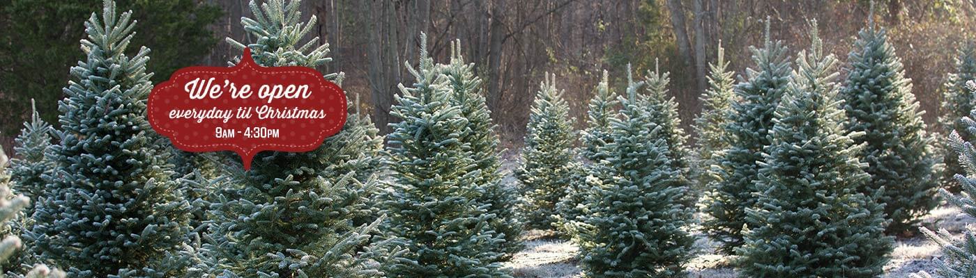 Christmas tree open banner showing trees in a field